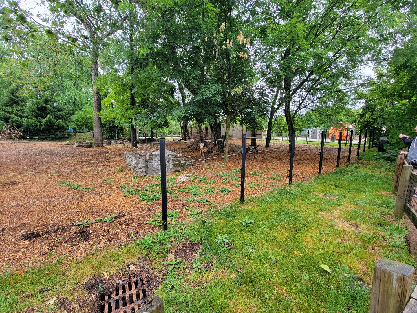 Columbus Zoo - North America, Reindeer