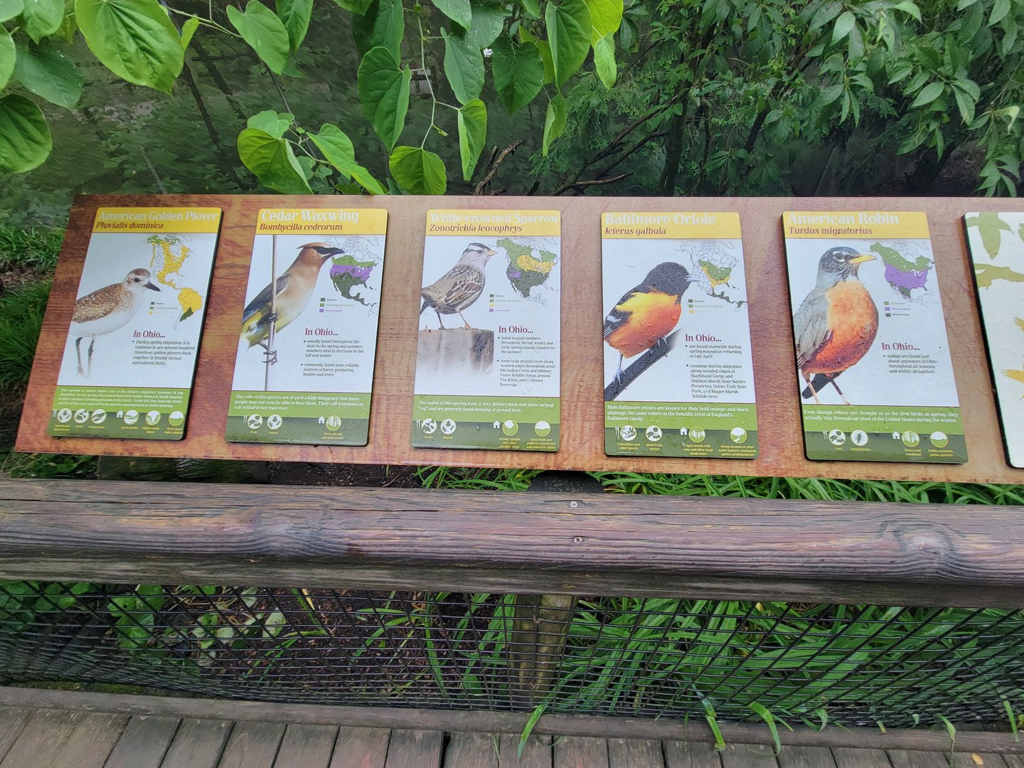 Columbus Zoo - North America Songbird Aviary signs, American golden plover - cedar waxwing - white-crowned sparrow - Baltimore oriole - American robin