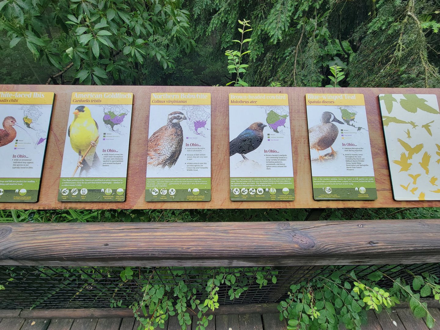 Columbus Zoo - North America Songbird Aviary signs, American goldfinch - Northern bobwhite - Brown-headed cowbird - Blue-winged teal