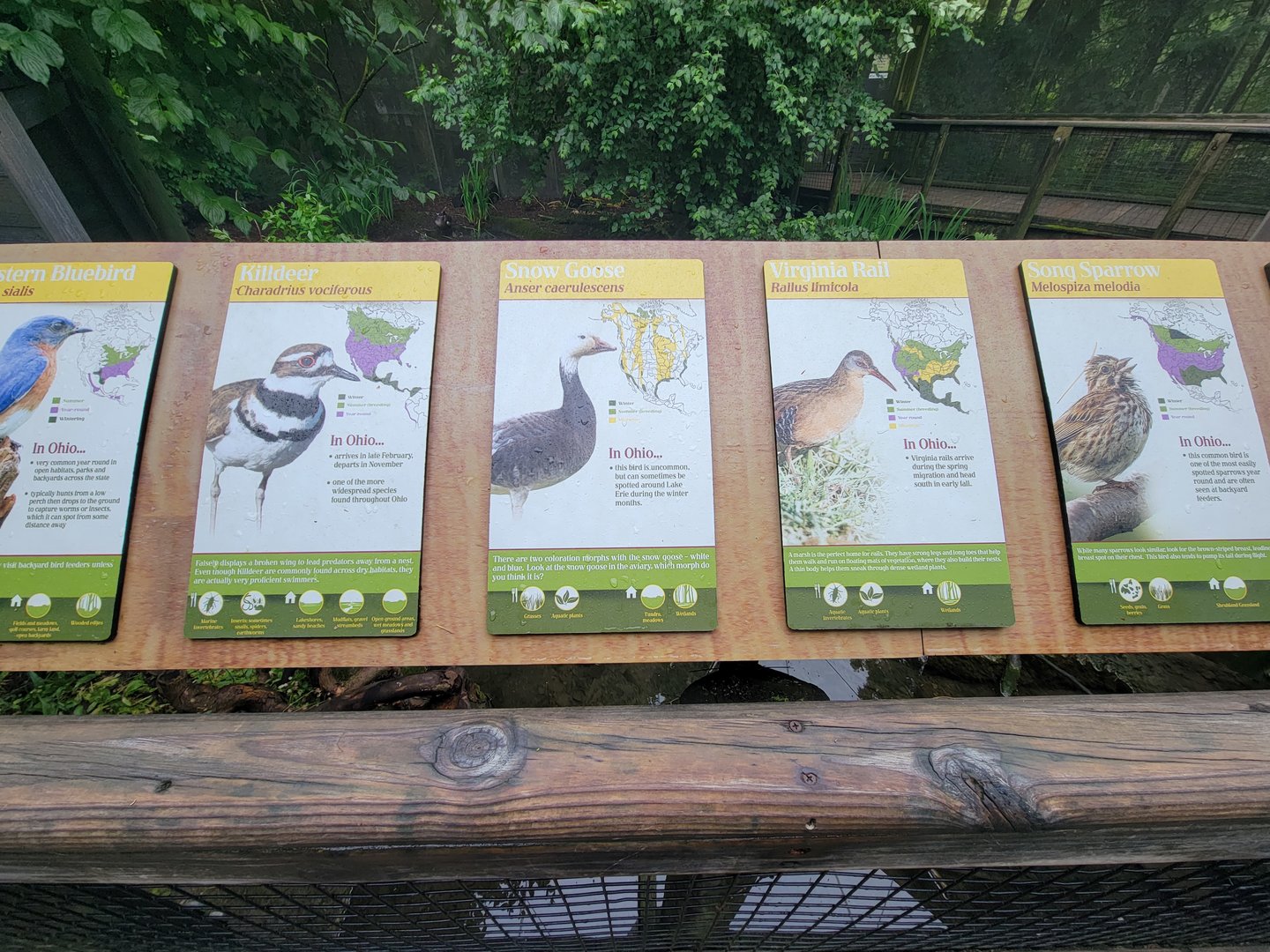 Columbus Zoo - North America Songbird Aviary signs, Eastern bluebird - killdeer - snow goose - Virginia rail - song sparrow