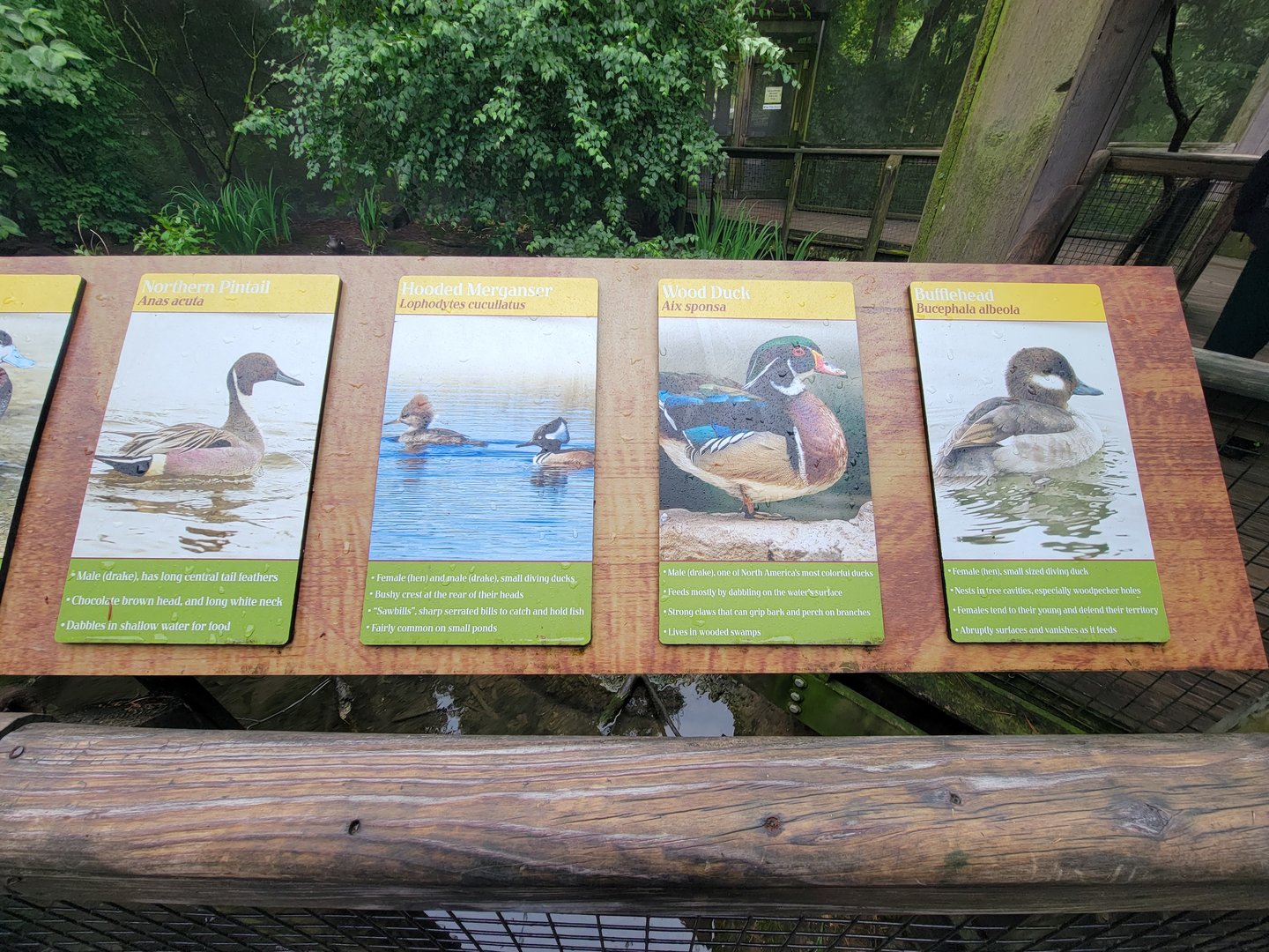 Columbus Zoo - North America Songbird Aviary signs, Northern pintail - hooded merganser - wood duck - bufflehead