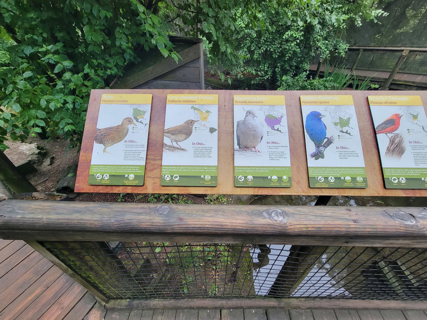 Columbus Zoo - North America Songbird Aviary signs, sora - gray-cheeked thrush - mourning dove - indigo bunting - scarlet tanager