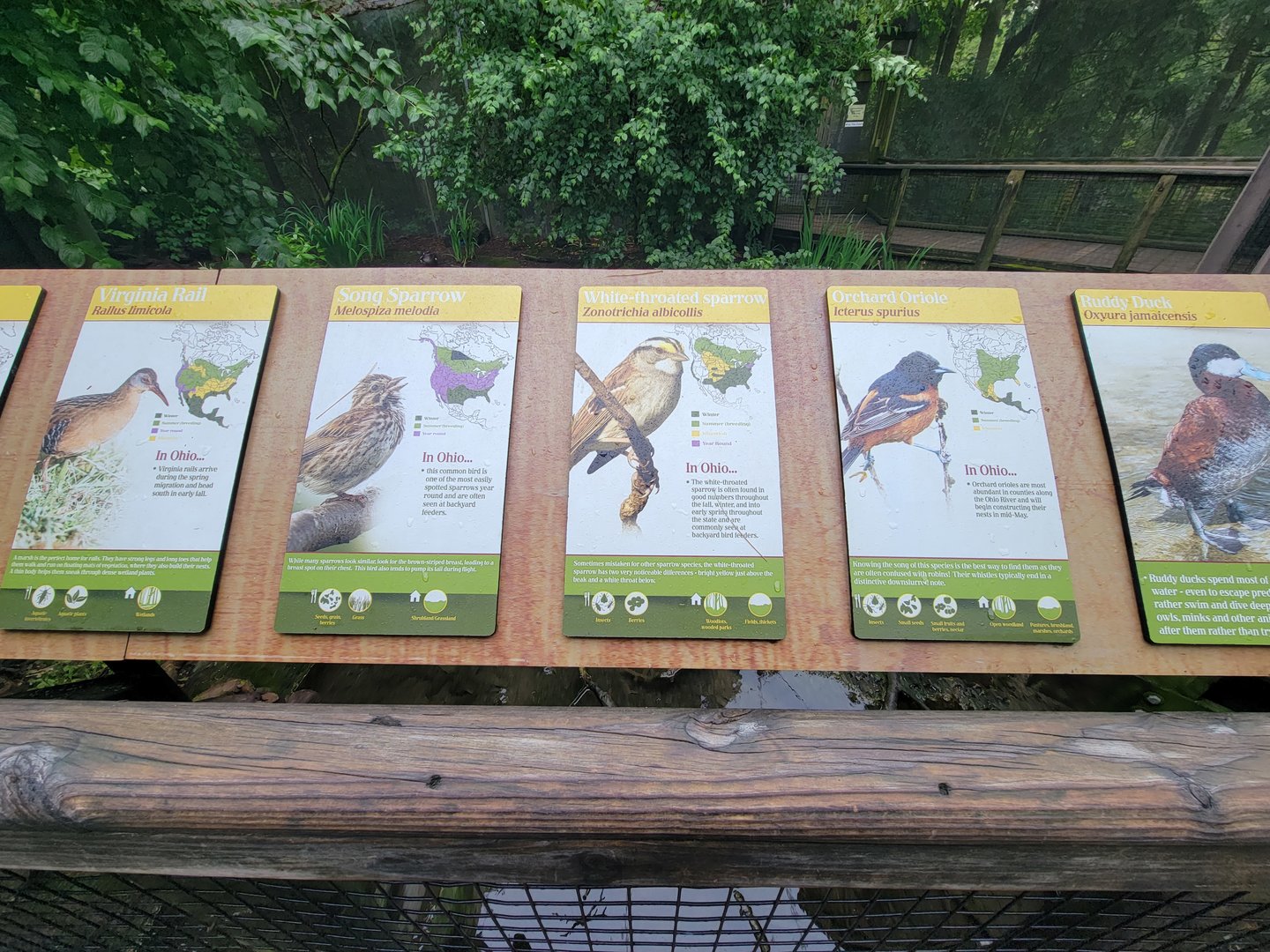 Columbus Zoo - North America Songbird Aviary signs, Virginia rail - song sparrow - white-throated sparrow - orchard oriole - ruddy duck