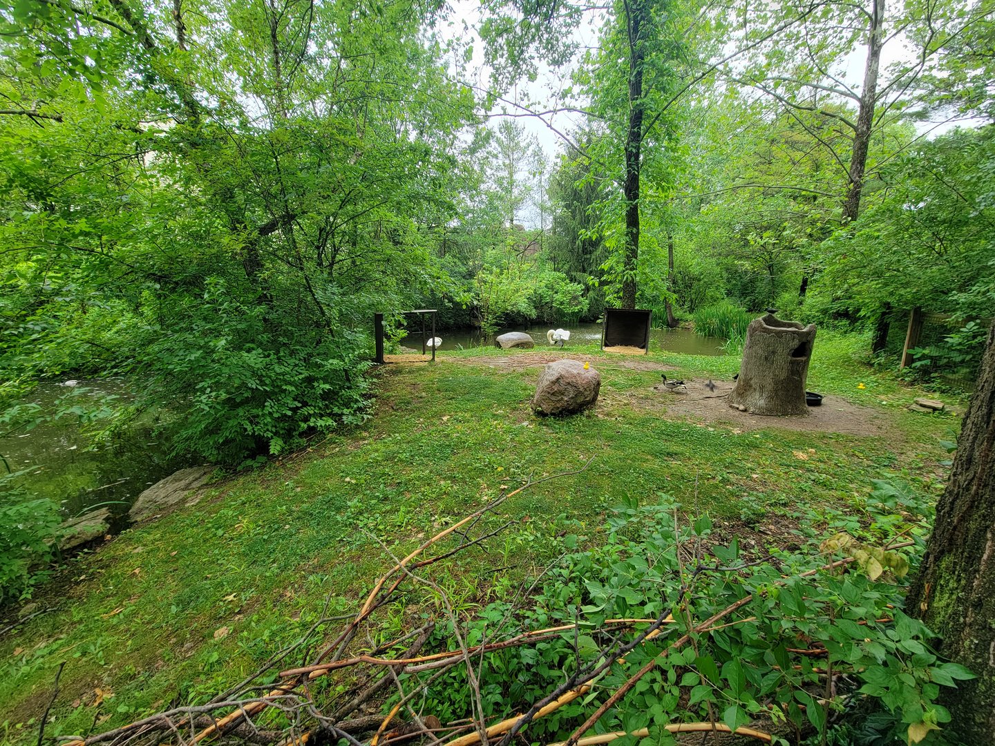 Columbus Zoo - North America, Trumpeter swans