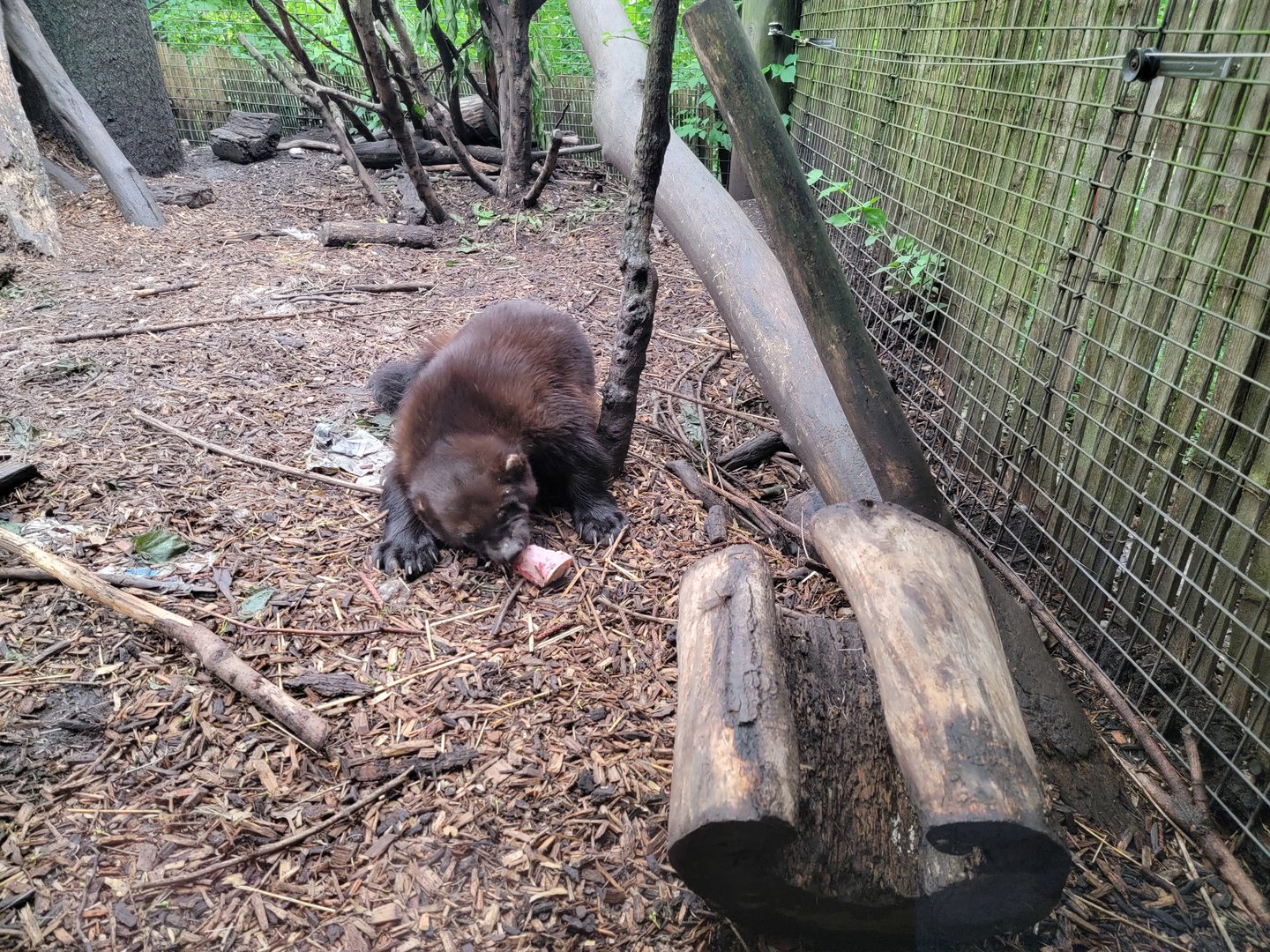 Columbus Zoo - North America, Wolverines