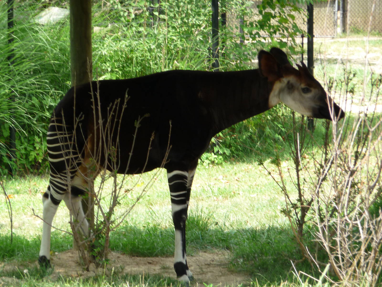Columbus Zoo - Okapi