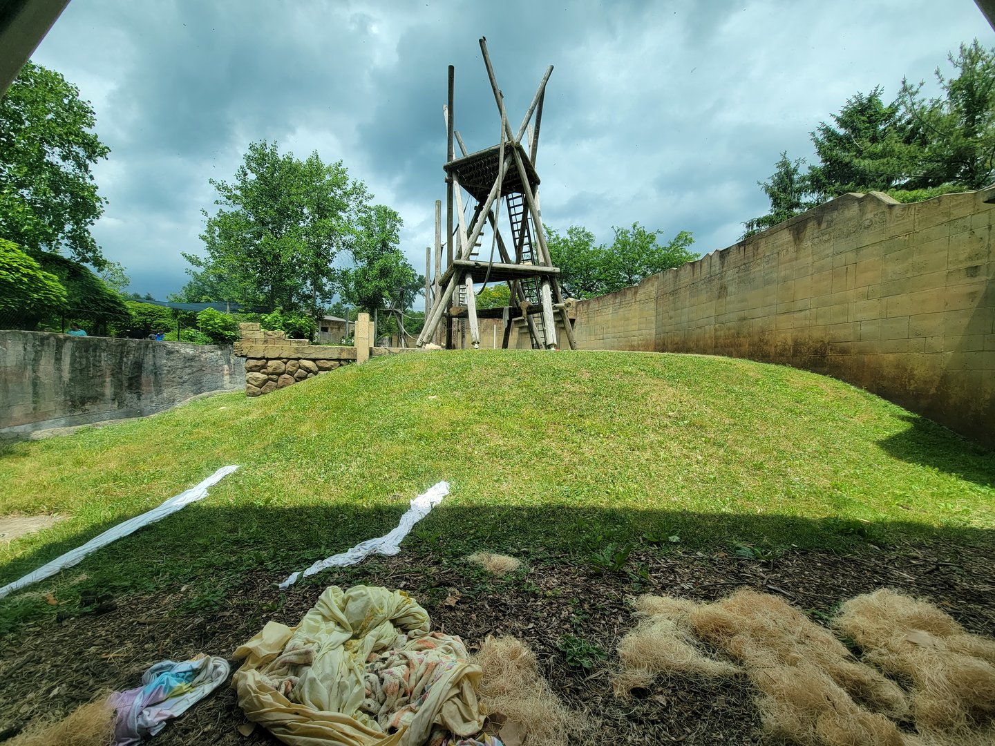 Columbus Zoo - Orangutan viewing