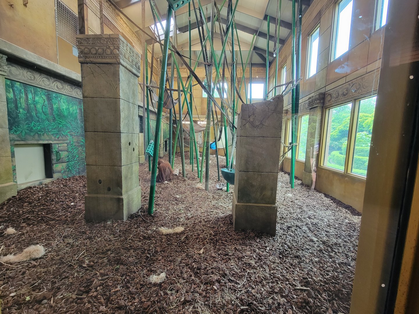 Columbus Zoo - Orangutans