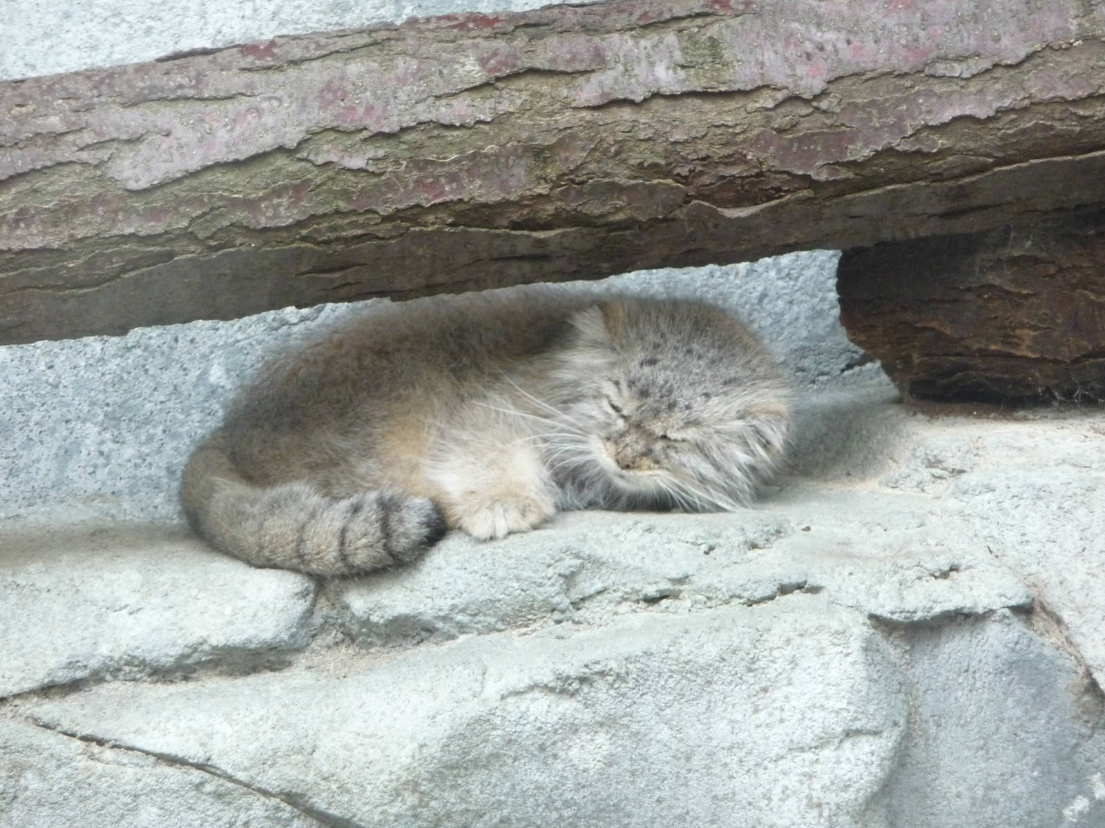 Columbus Zoo - Pallas' Cat