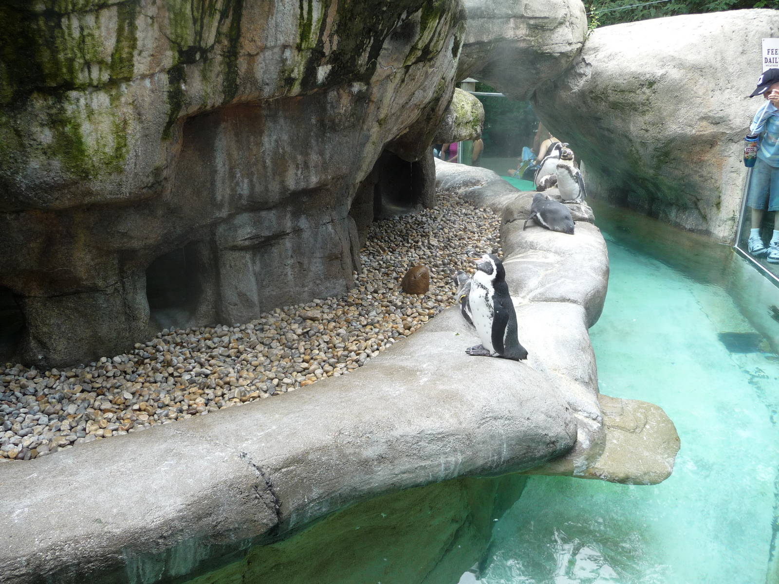 Columbus Zoo - Penguins
