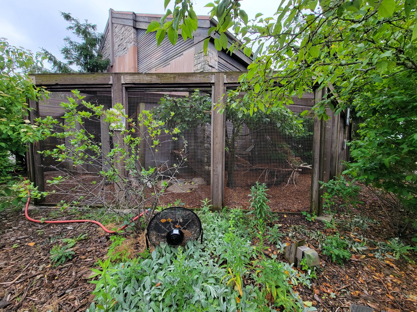 Columbus Zoo - Polar Frontier, Arctic foxes