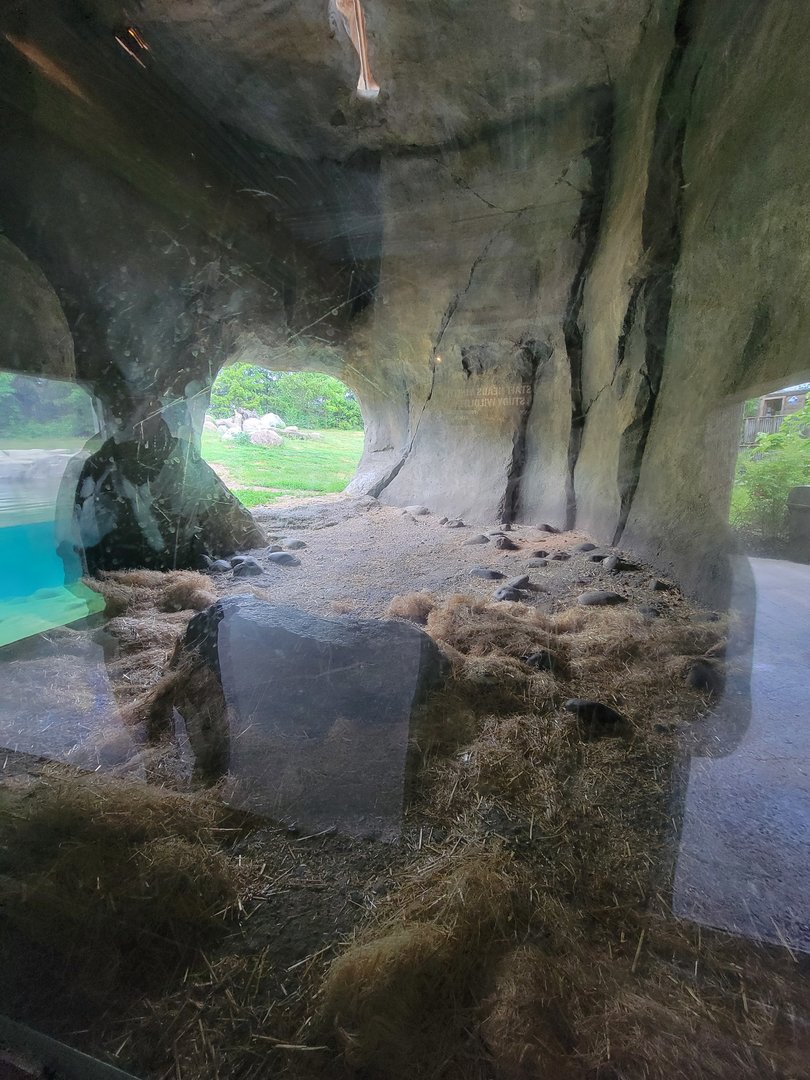 Columbus Zoo - Polar Frontier, Brown bear den area