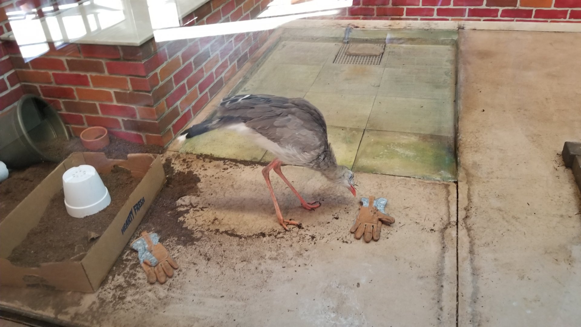 Columbus Zoo - Red-legged seriema