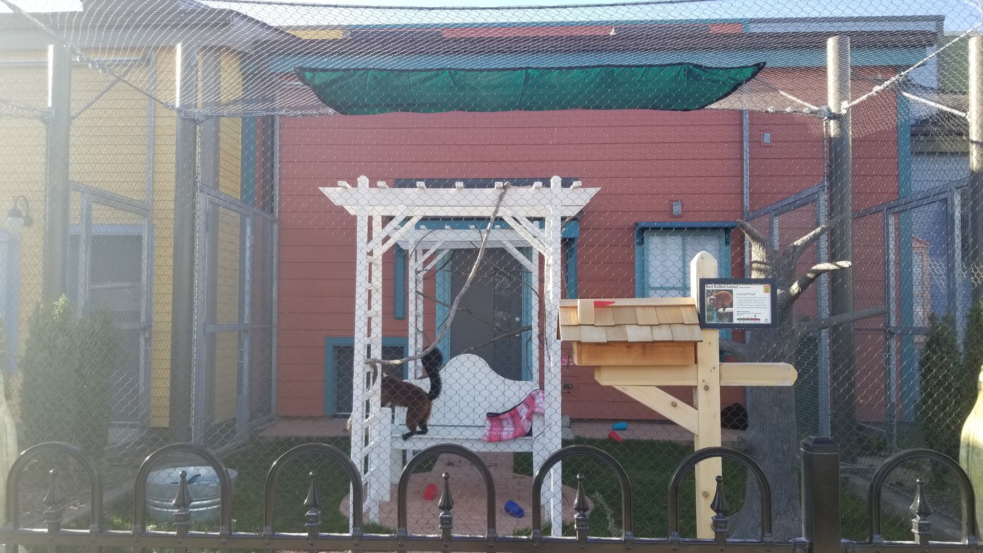 Columbus Zoo - Red ruffed lemurs