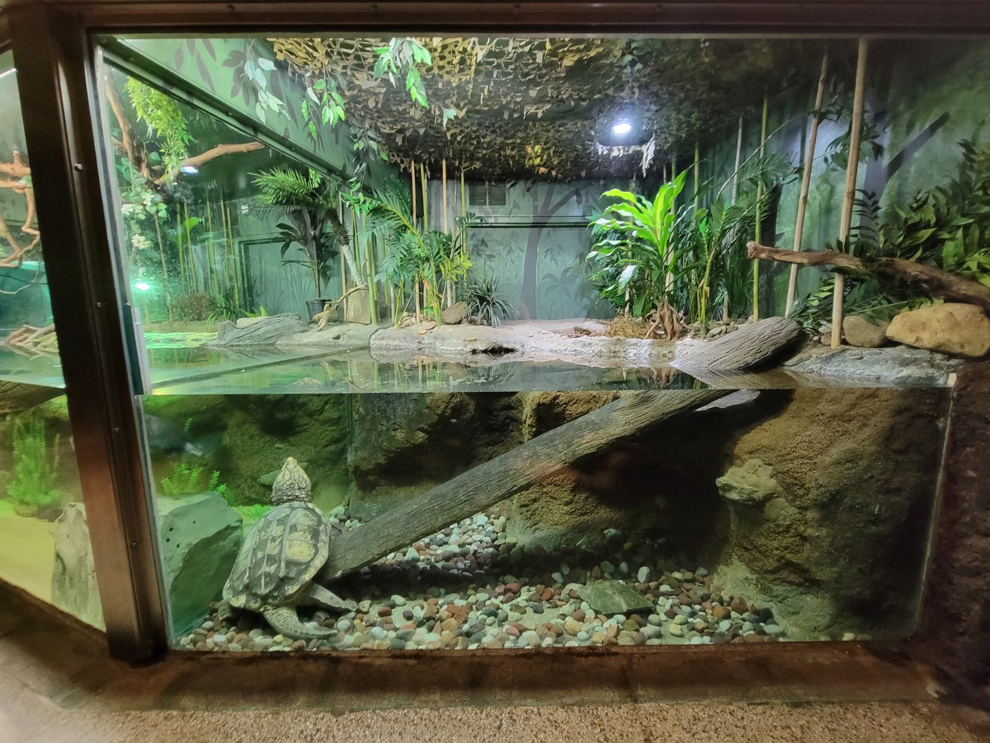 Columbus Zoo - Reptiles, Alligator snapping turtle