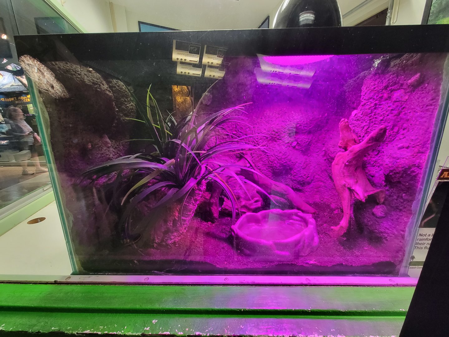 Columbus Zoo - Reptiles, Amazon milk frog