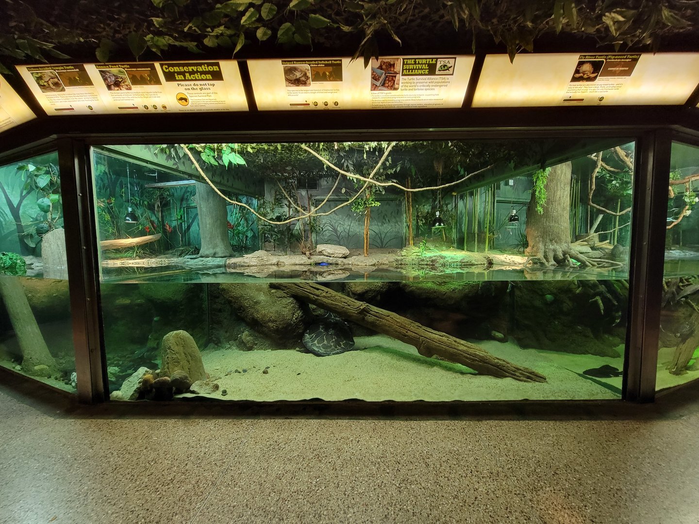 Columbus Zoo - Reptiles, Annam pond turtle, yellow-headed temple turtle, striped narrow-headed softshell turtle, Fly River turtle