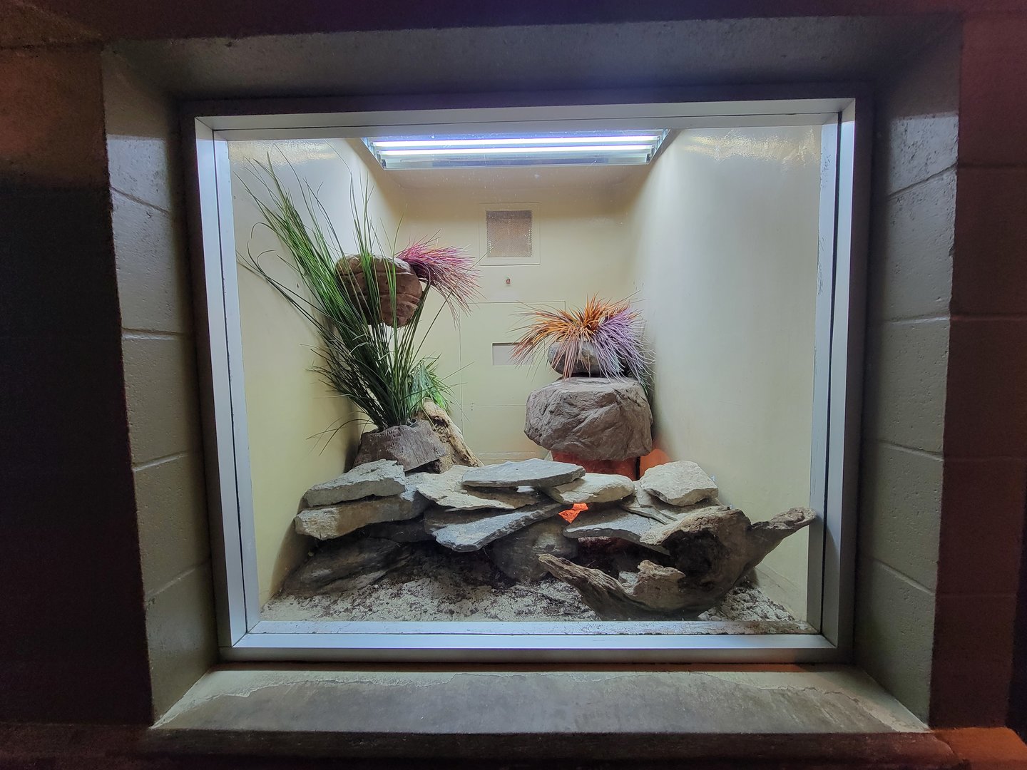 Columbus Zoo - Reptiles, Ball python and pancake tortoise