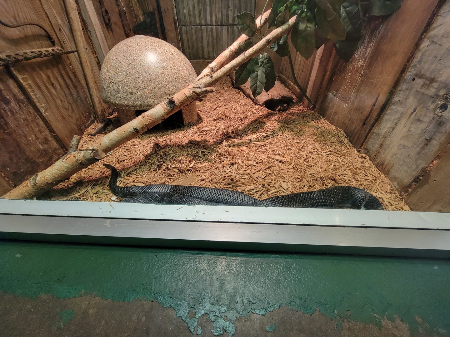 Columbus Zoo - Reptiles, Black rat snake and eastern box turtle