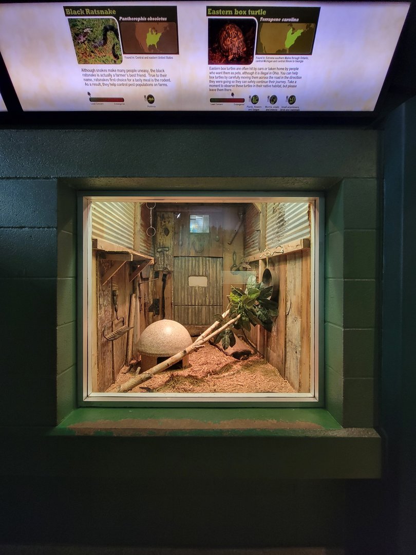 Columbus Zoo - Reptiles, Black rat snake and eastern box turtle