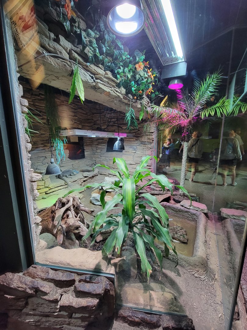 Columbus Zoo - Reptiles, Blue iguana, black spiny-tailed iguana,