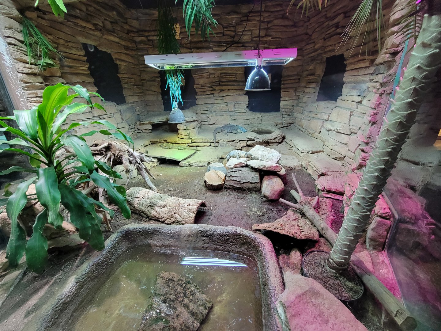 Columbus Zoo - Reptiles, Blue iguana, black spiny-tailed iguana,