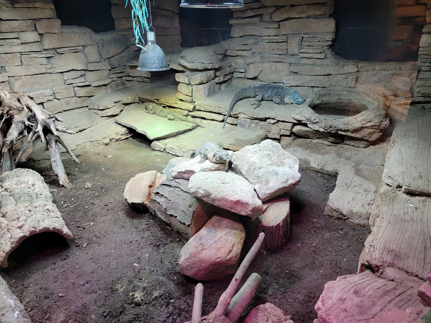 Columbus Zoo - Reptiles, Blue iguana, black spiny-tailed iguana,