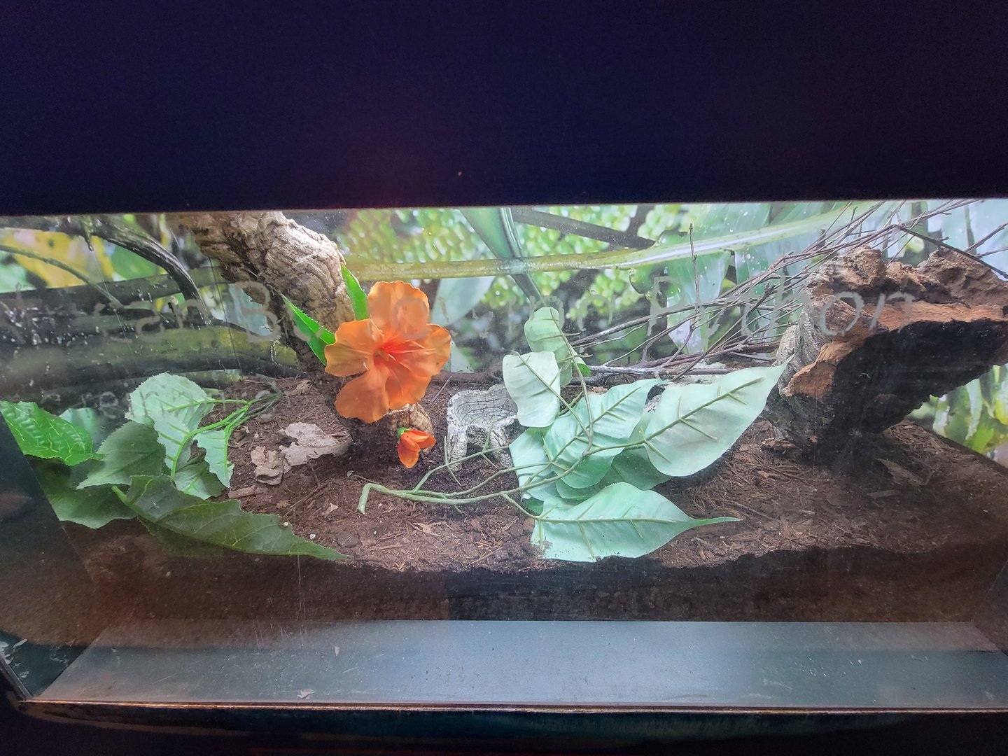 Columbus Zoo - Reptiles, Calabar python