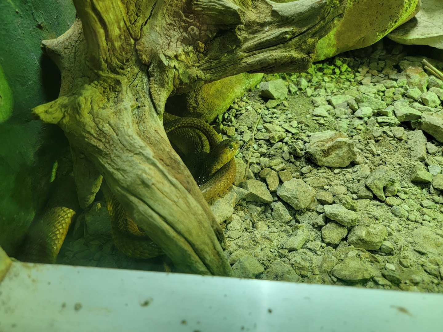 Columbus Zoo - Reptiles, Cape cobra