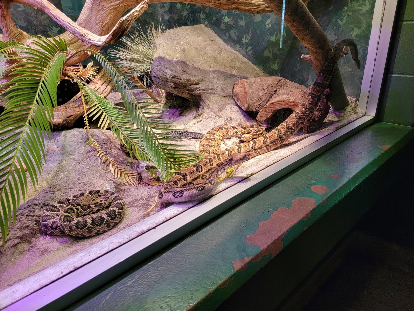 Columbus Zoo - Reptiles, Eastern diamondback, timber rattlesnake, dusky pygmy rattlesnake, and corn snake