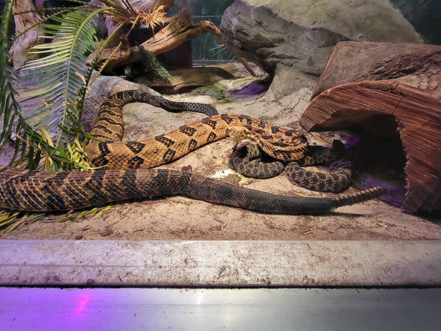Columbus Zoo - Reptiles, Eastern diamondback, timber rattlesnake, dusky pygmy rattlesnake, and corn snake