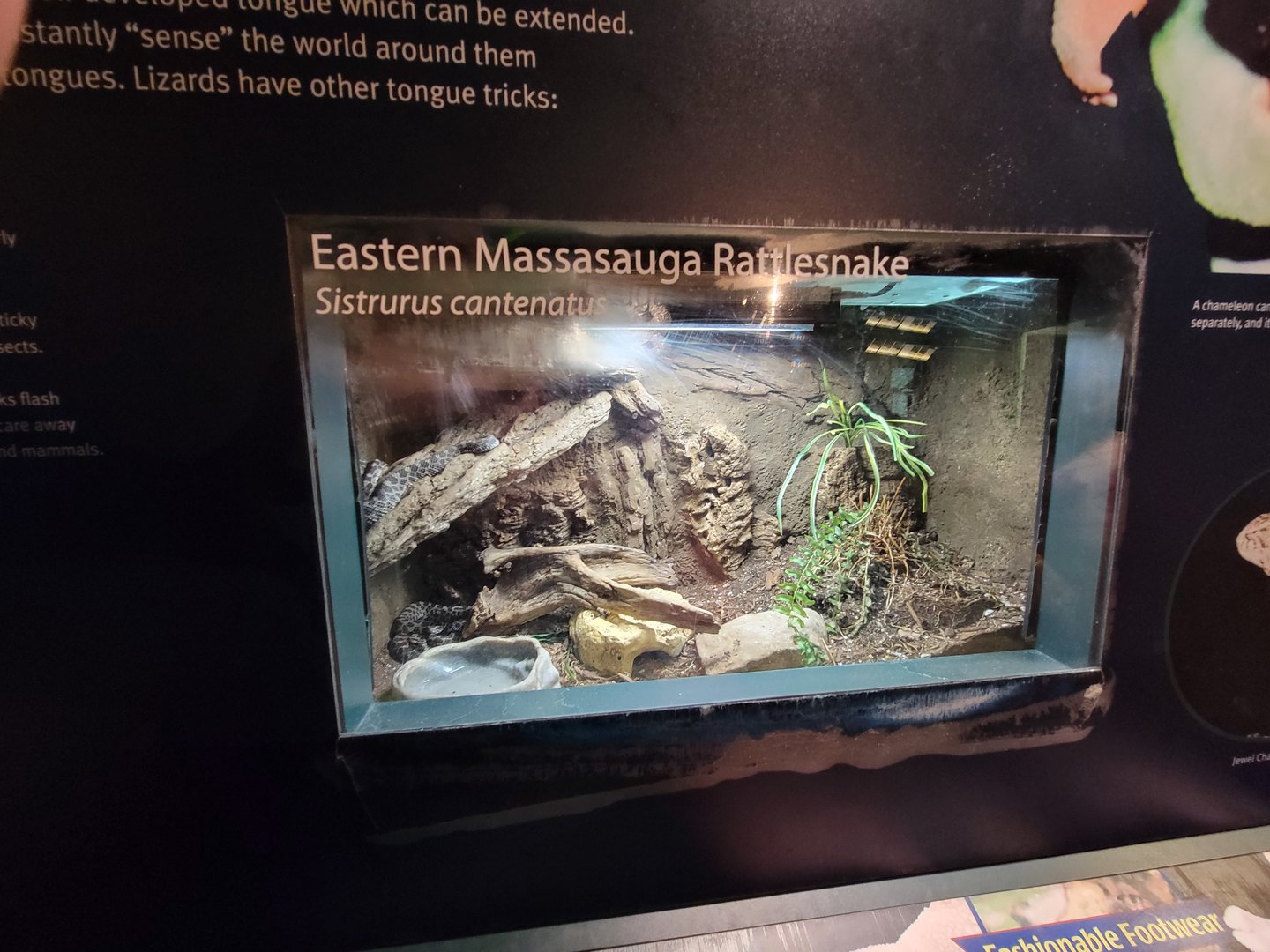 Columbus Zoo - Reptiles, Eastern massasauga