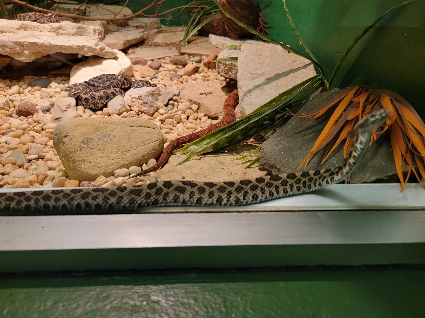 Columbus Zoo - Reptiles, Eastern massasaugas and northern copperhead