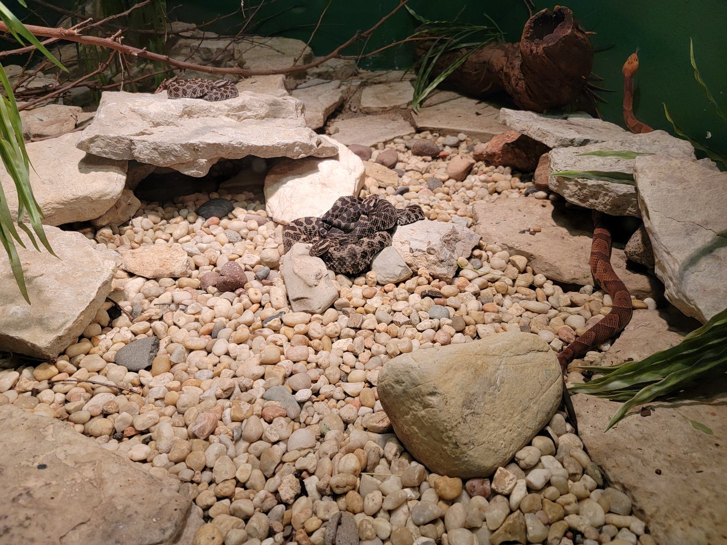 Columbus Zoo - Reptiles, Eastern massasaugas and northern copperhead