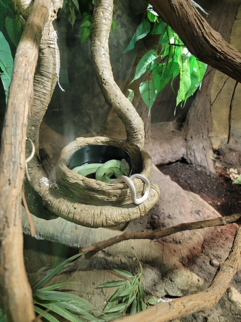 Columbus Zoo - Reptiles, either Mandarin or red-tailed rat snake