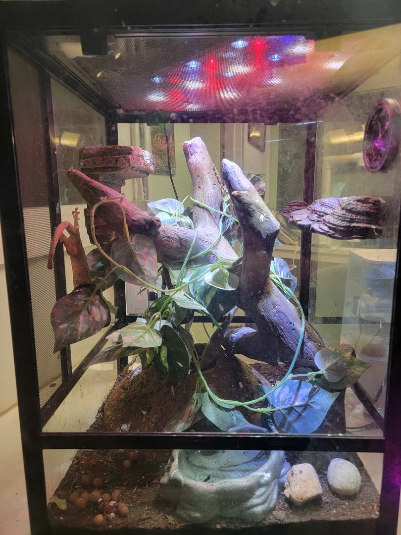 Columbus Zoo - Reptiles, Eyelash gecko, signed as Guichenot's Crested Gecko