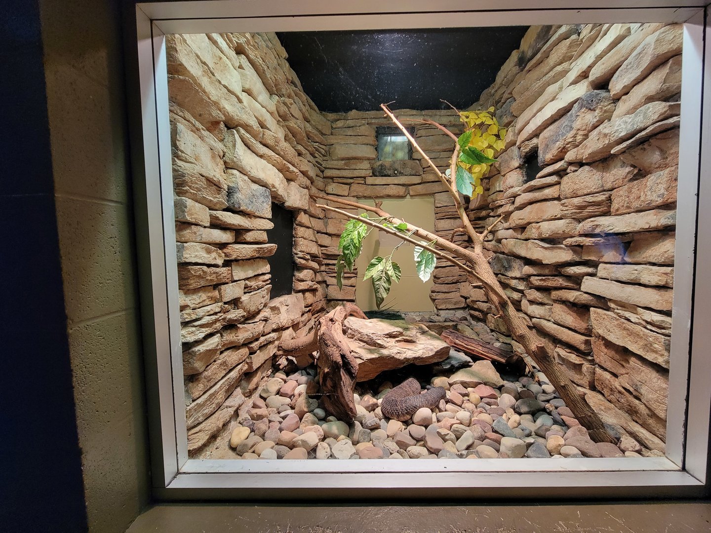 Columbus Zoo - Reptiles, Florida cottonmouth