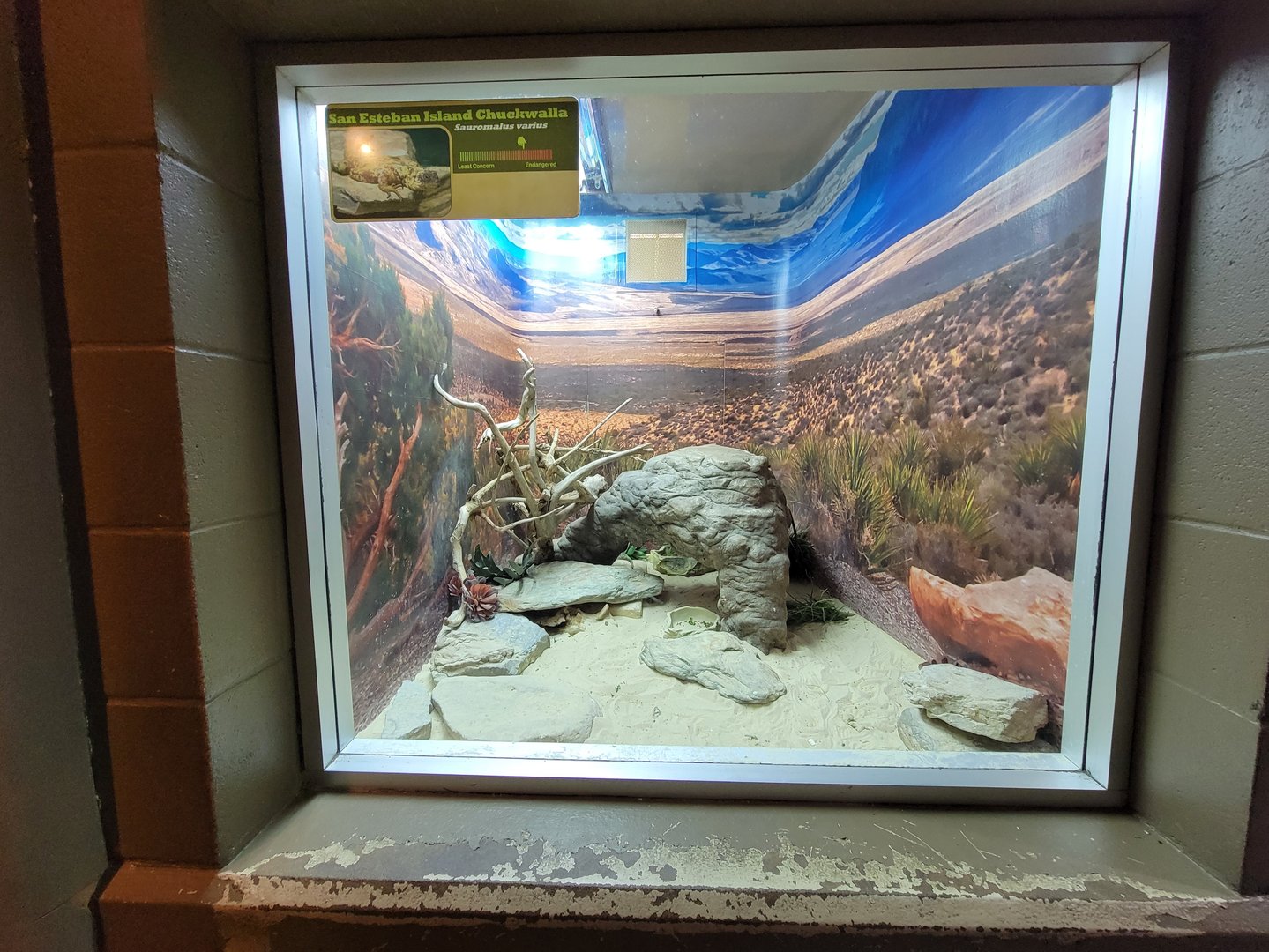 Columbus Zoo - Reptiles, Gila monster and San Esteban chuckwalla