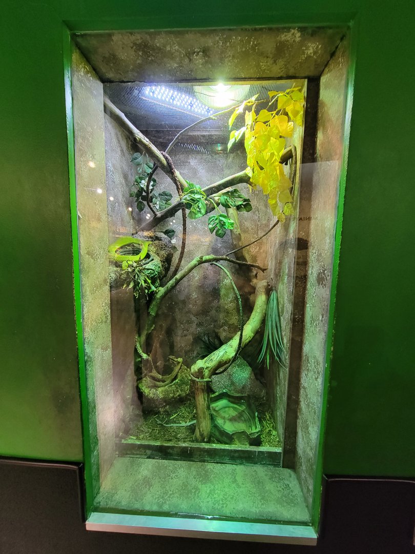 Columbus Zoo - Reptiles, Green mamba