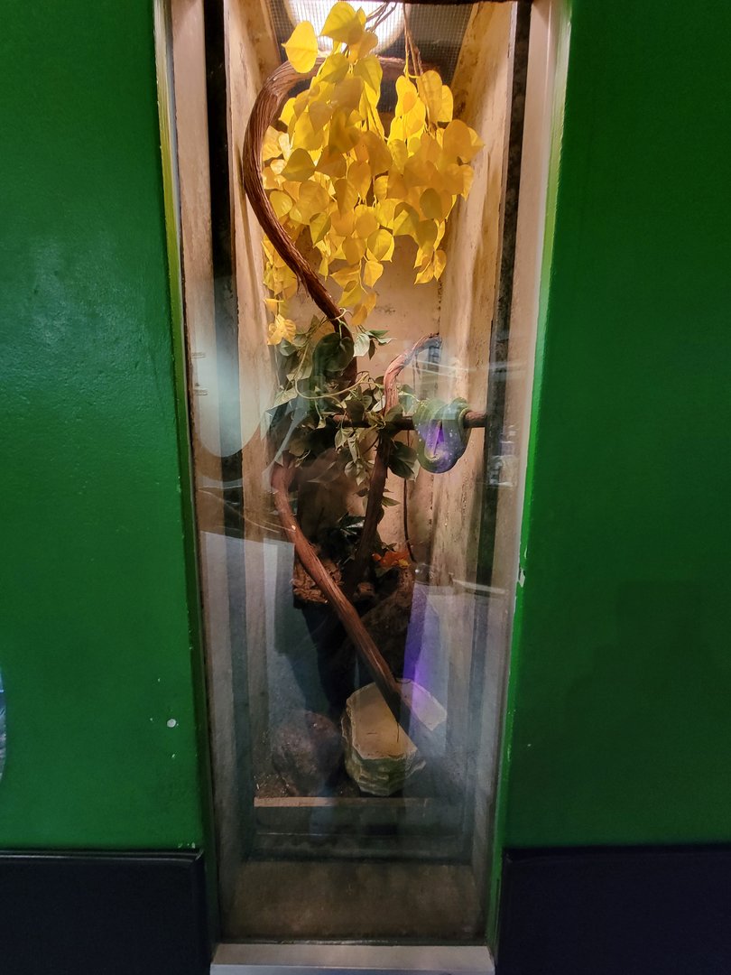 Columbus Zoo - Reptiles, Green tree python