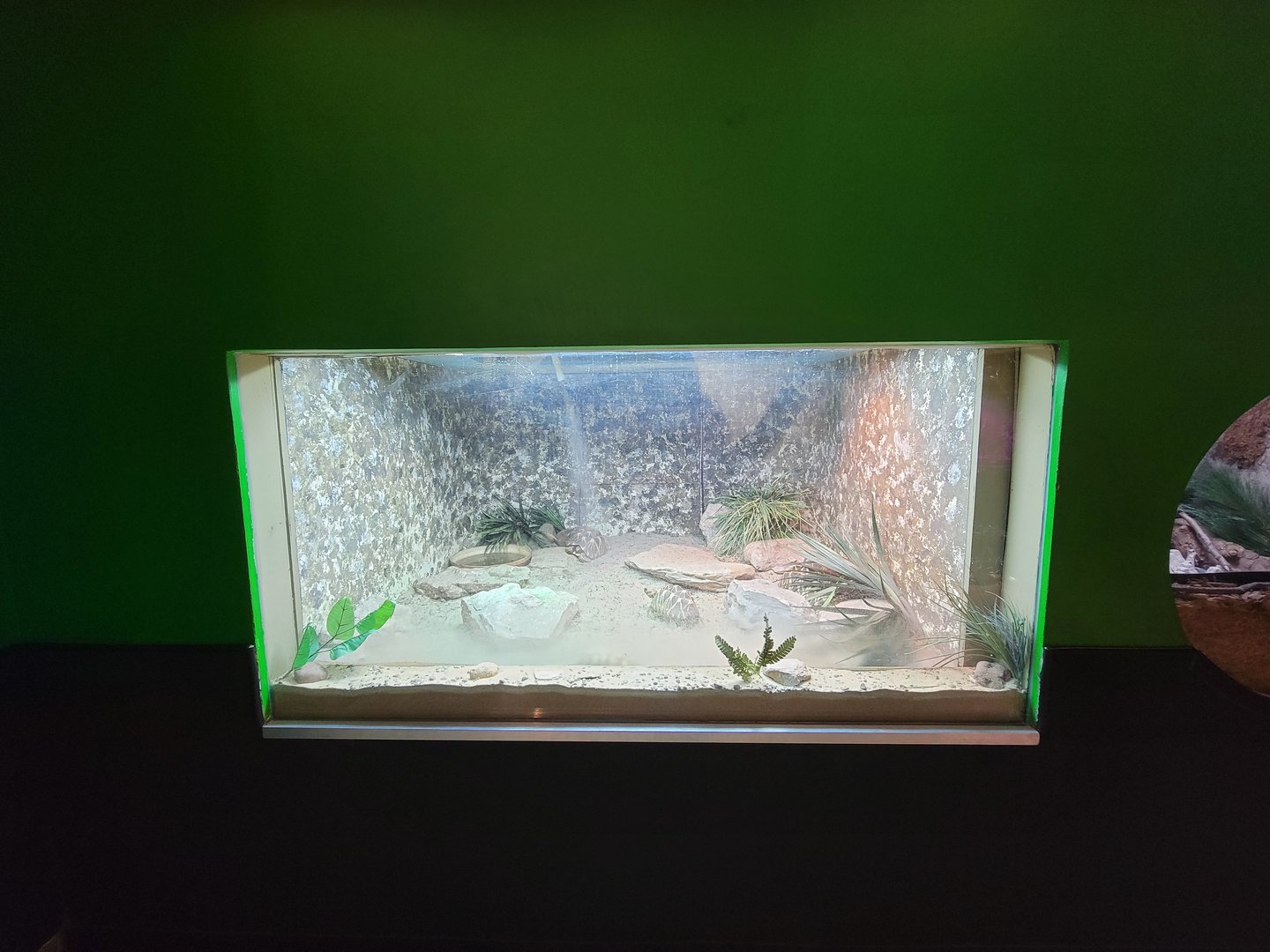 Columbus Zoo - Reptiles, Indian and Burmese star tortoises