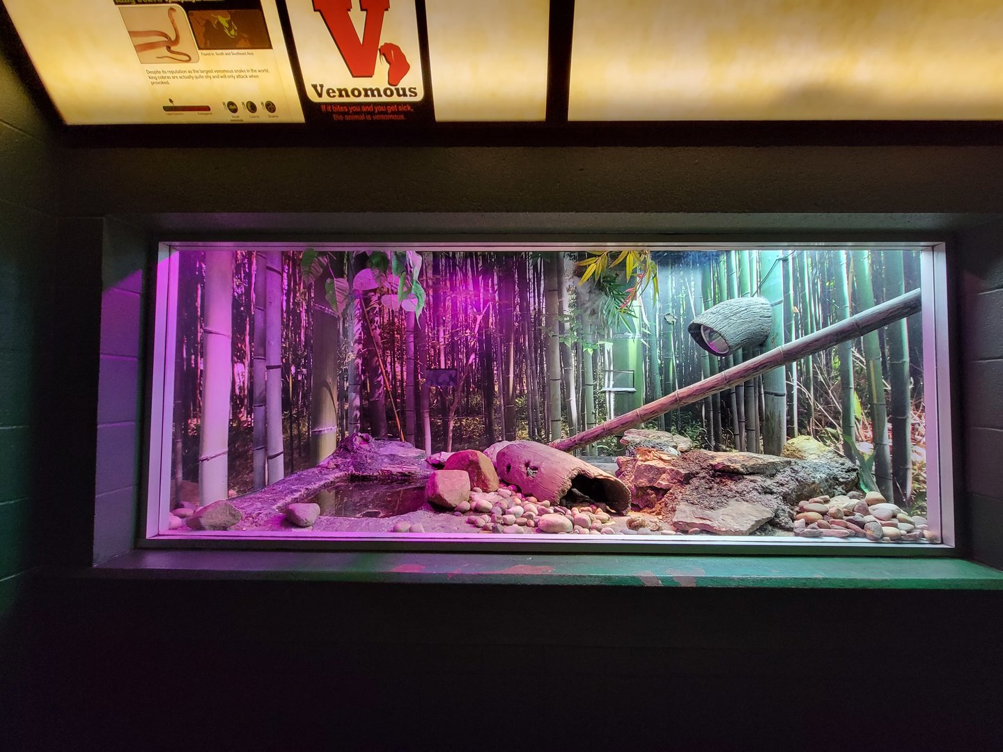 Columbus Zoo - Reptiles, King cobra