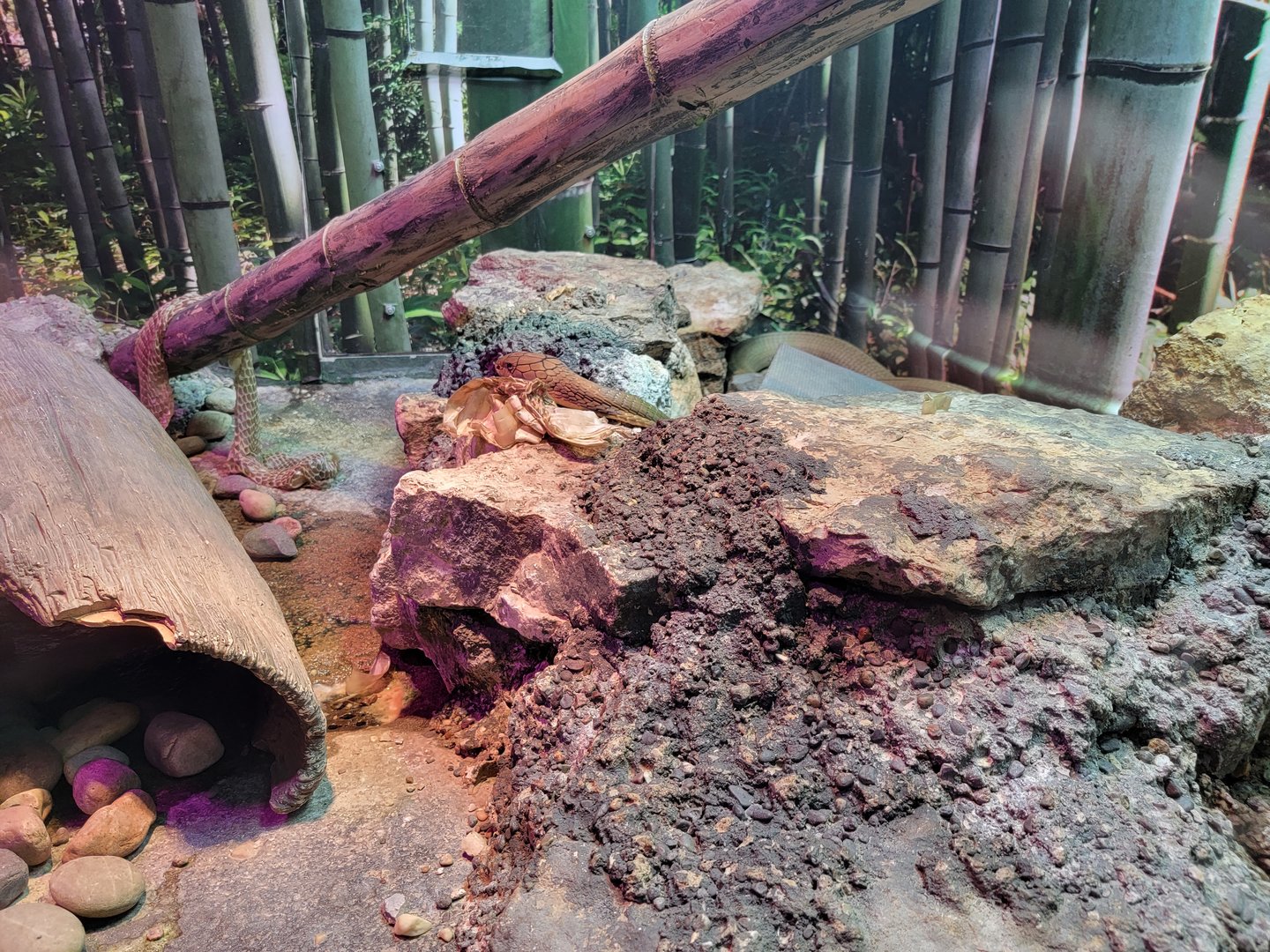 Columbus Zoo - Reptiles, King cobra