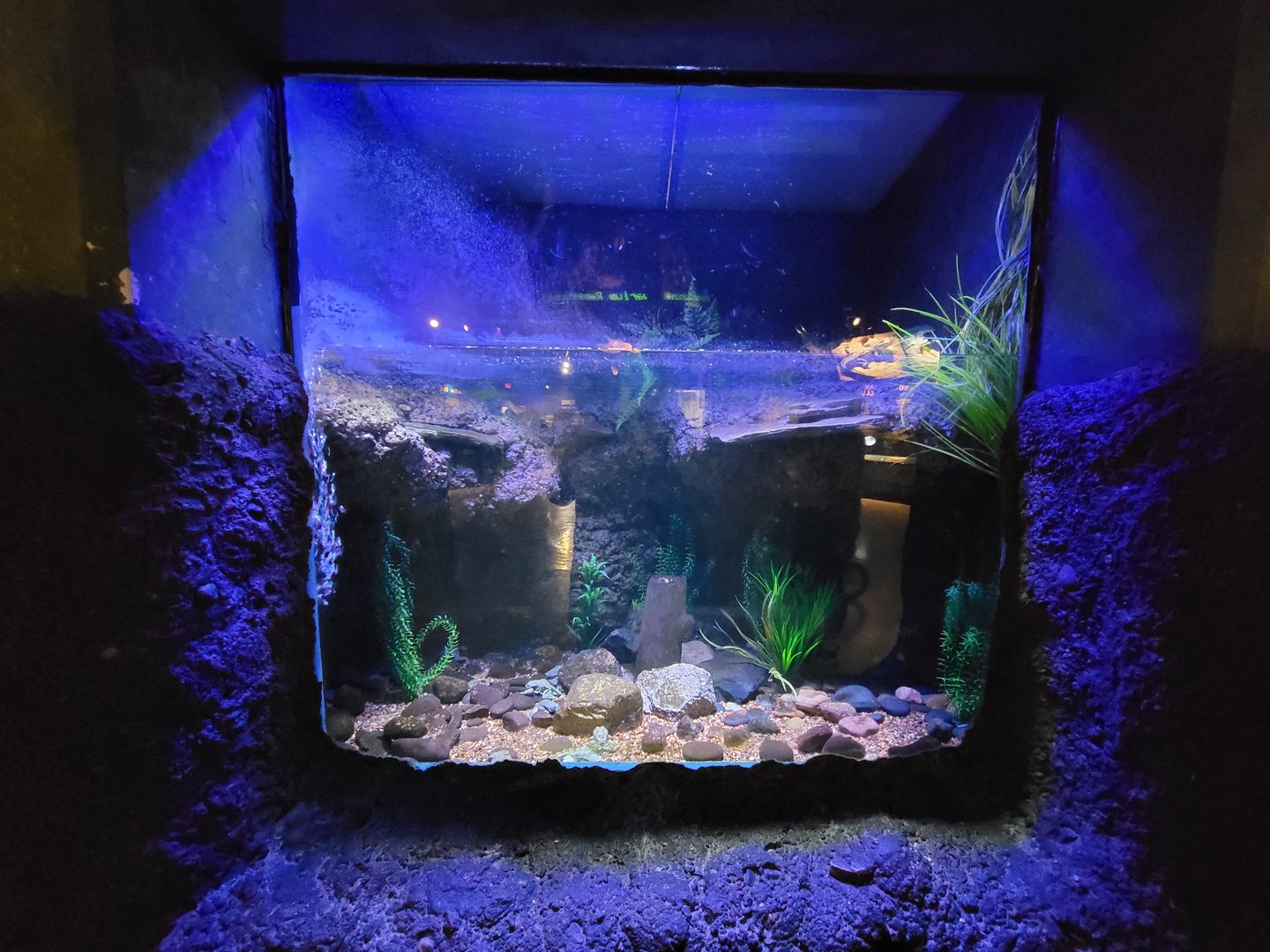 Columbus Zoo - Reptiles, Lake Titicaca frogs