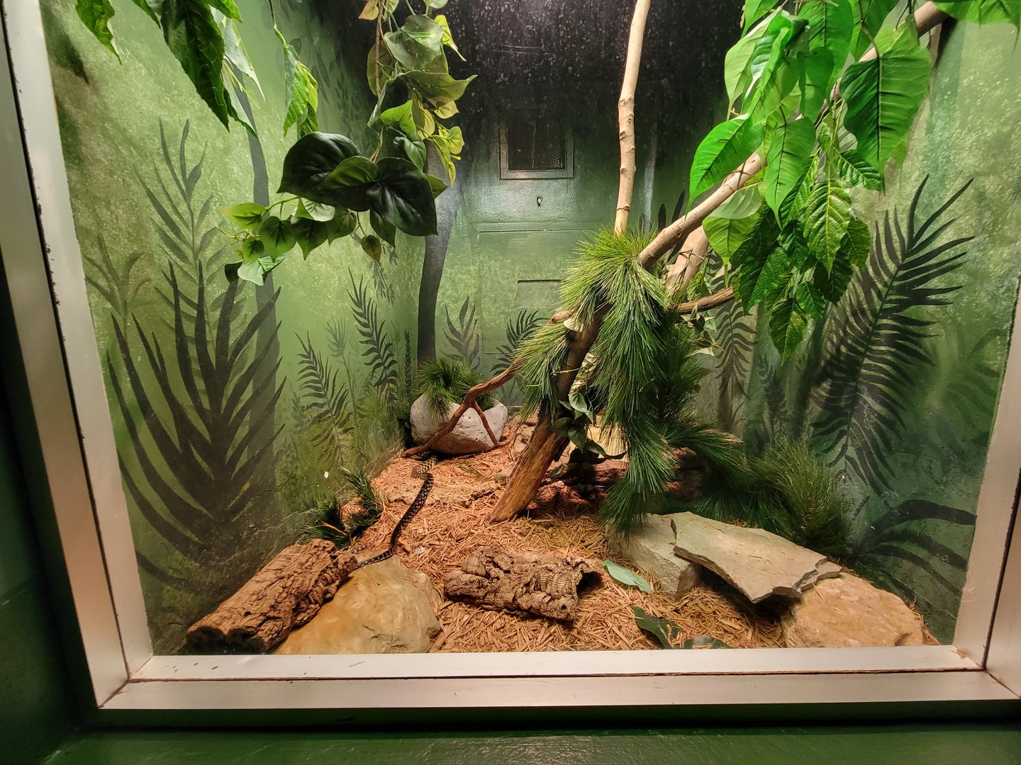 Columbus Zoo - Reptiles, Madagascar giant hognose snake