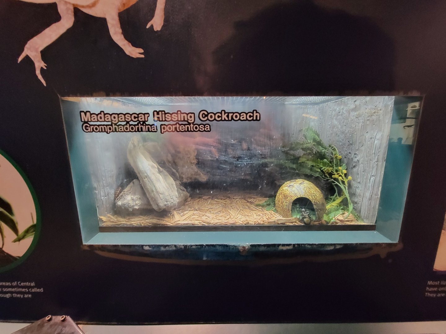 Columbus Zoo - Reptiles, Madagascar hissing cockroach