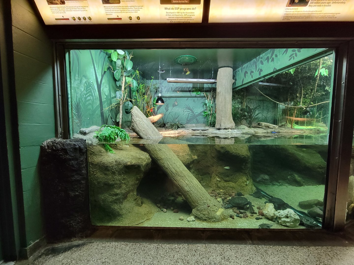 Columbus Zoo - Reptiles, Malaysian giant pond turtle, Siebenrock's snake-necked turtle