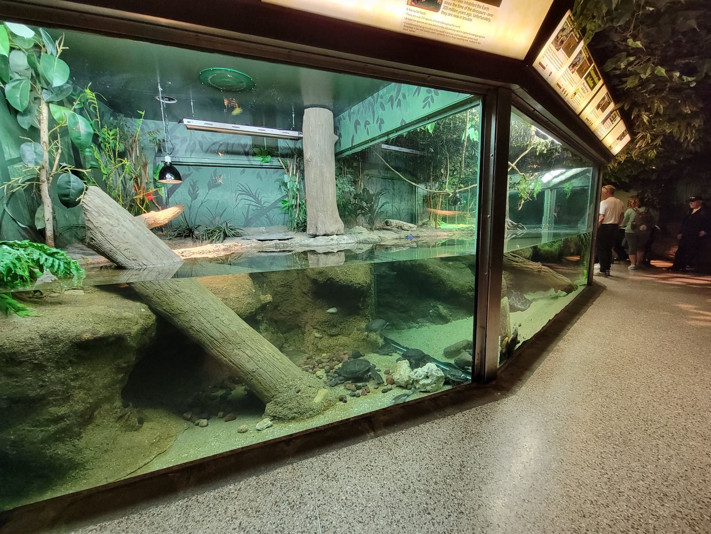 Columbus Zoo - Reptiles, Malaysian giant pond turtle, Siebenrock's snake-necked turtle