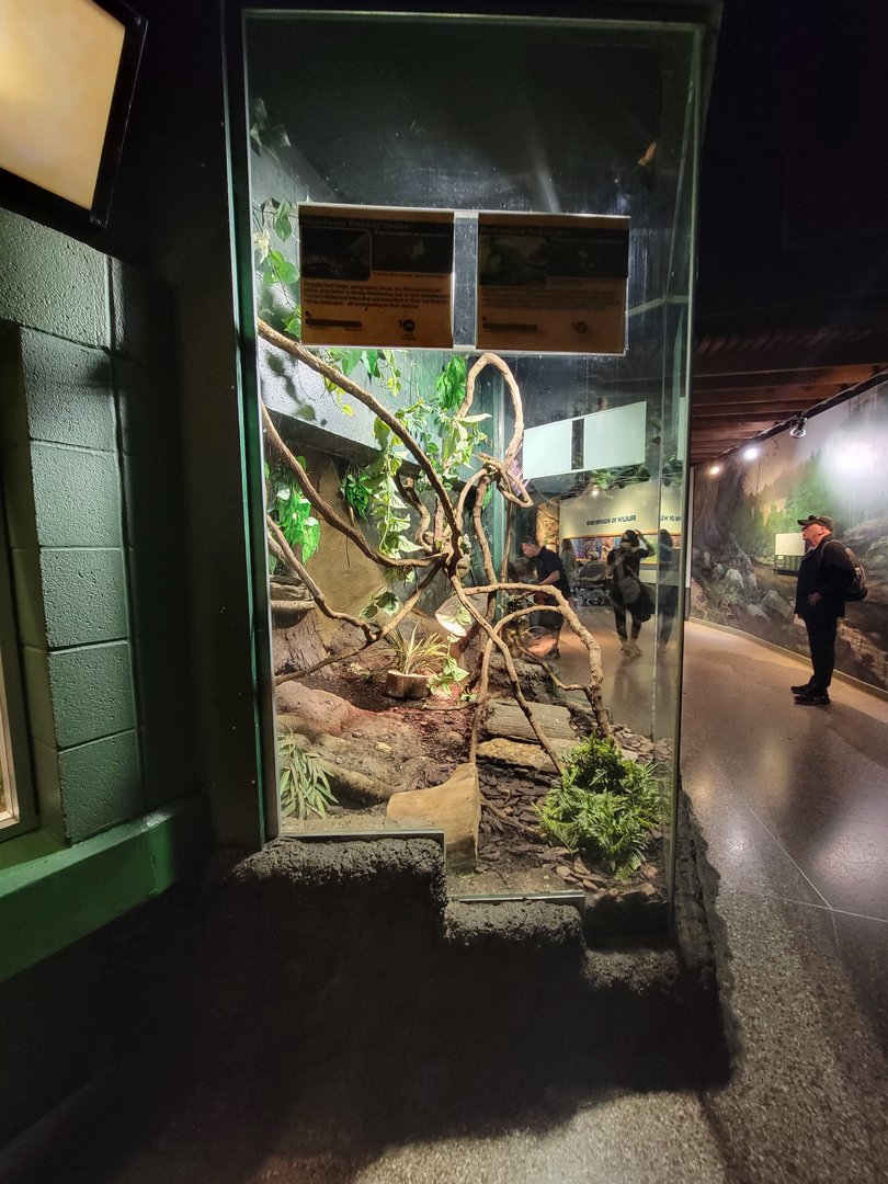 Columbus Zoo - Reptiles, Mandarin rat snake, red-tailed rat snake, three-striped box turtle, spiny hill turtle, stripe-necked leaf turtle