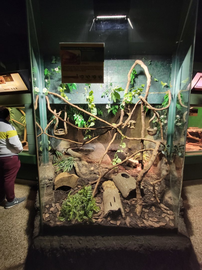 Columbus Zoo - Reptiles, Mandarin rat snake, red-tailed rat snake, three-striped box turtle, spiny hill turtle, stripe-necked leaf turtle